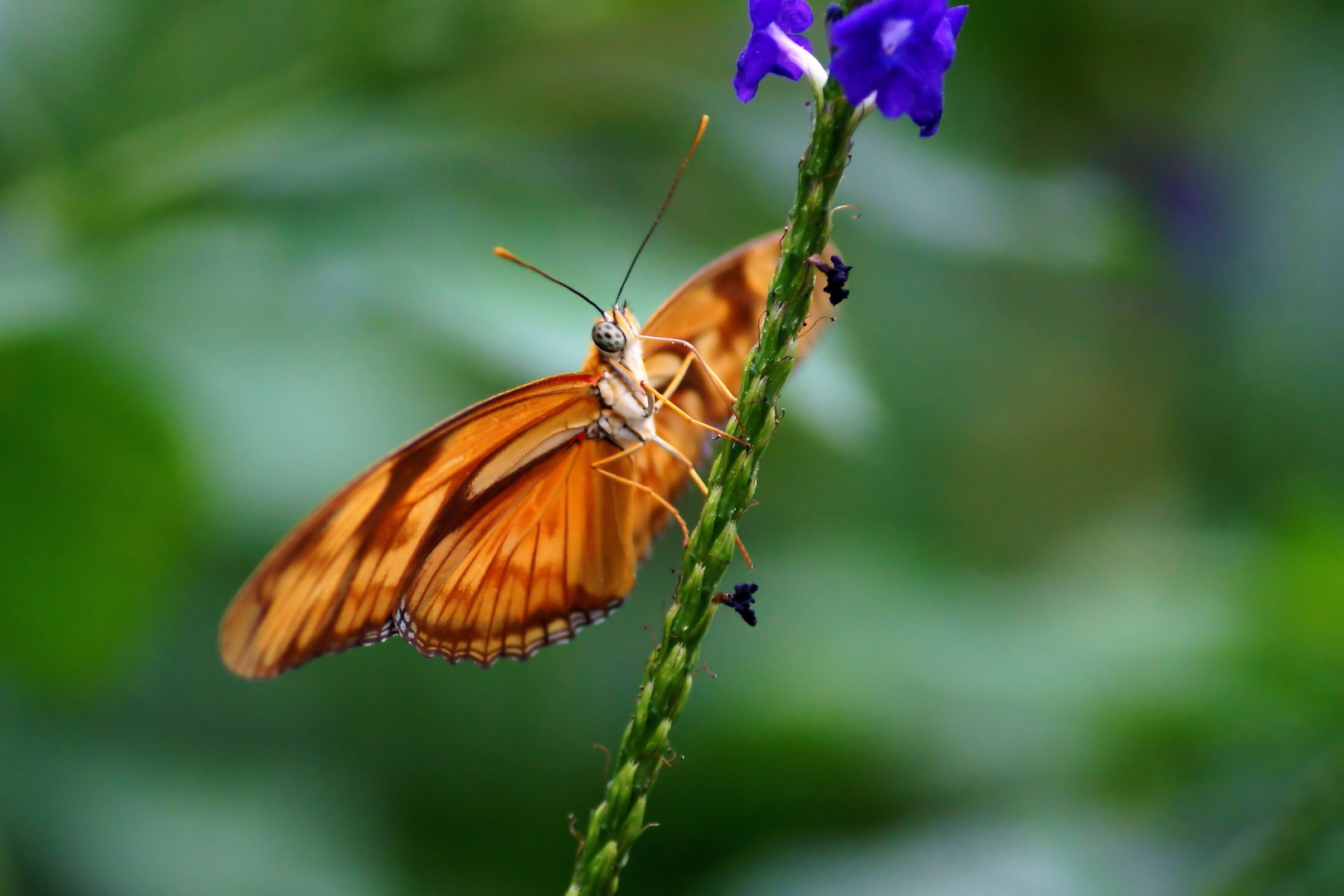 Schmetterling