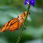 Schmetterling