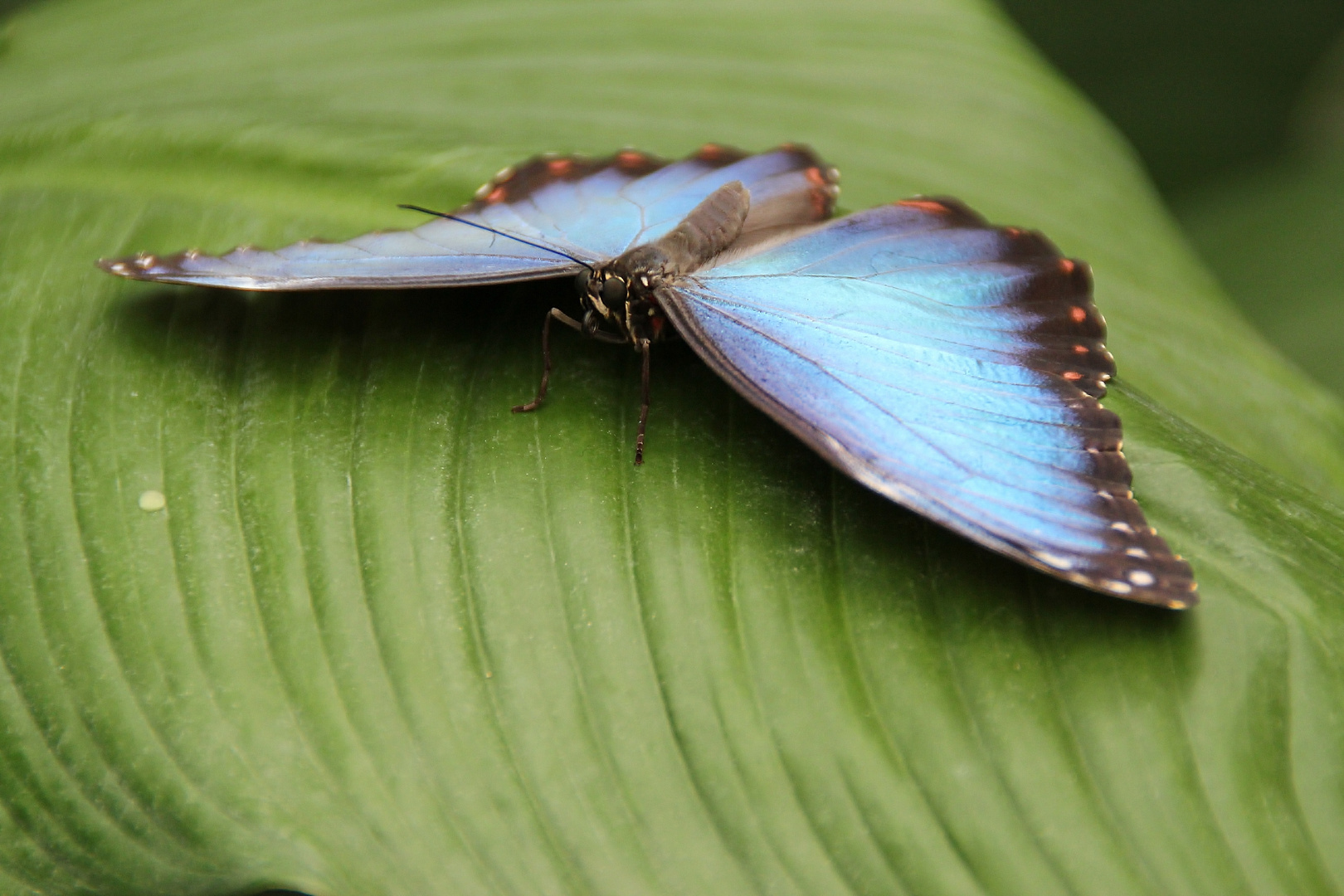 schmetterling