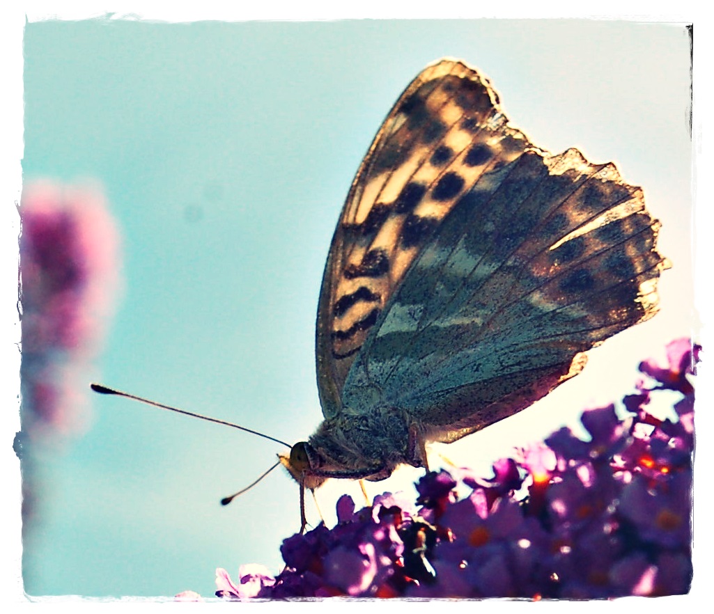 Schmetterling.