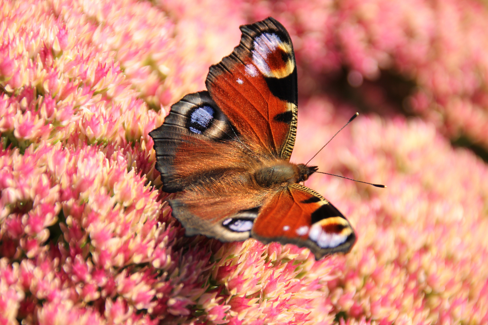 Schmetterling