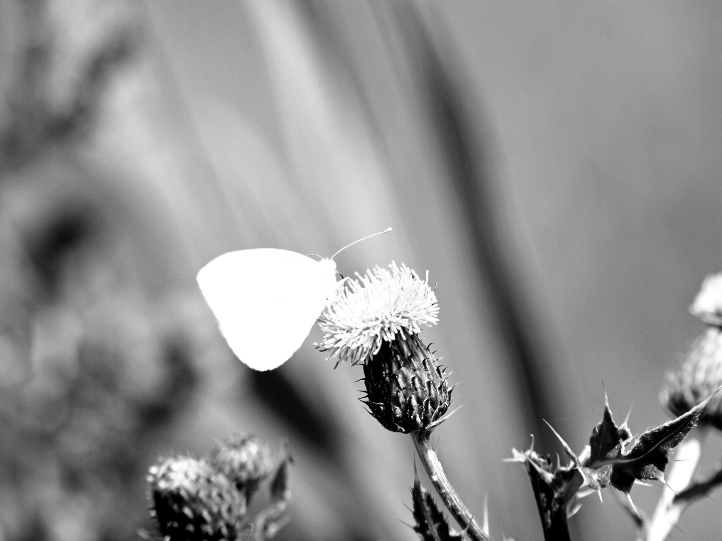 Schmetterling