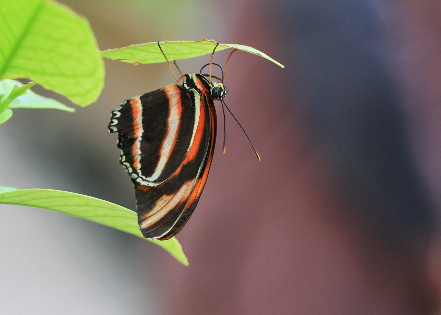 Schmetterling