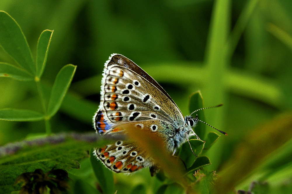 Schmetterling