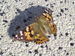 Schmetterling