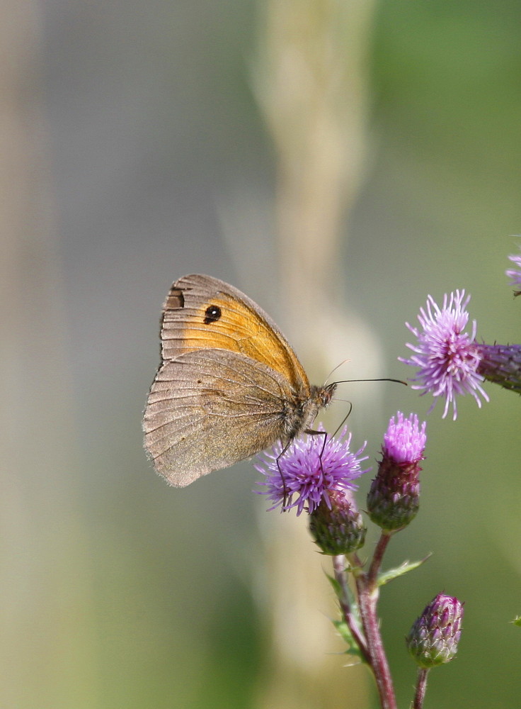 schmetterling