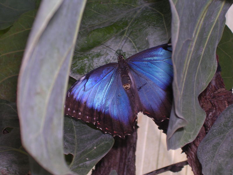 Schmetterling