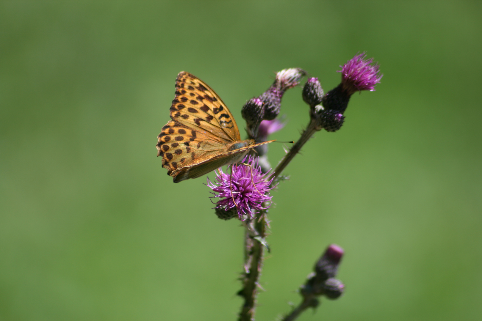 Schmetterling