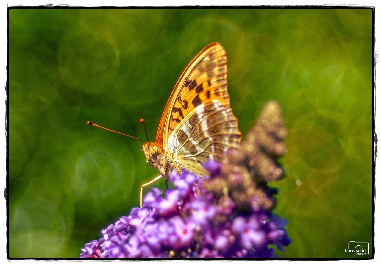 Schmetterling