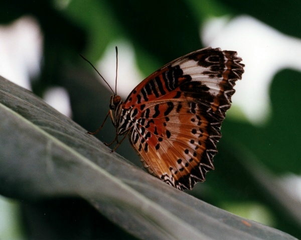 Schmetterling