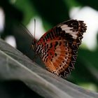 Schmetterling