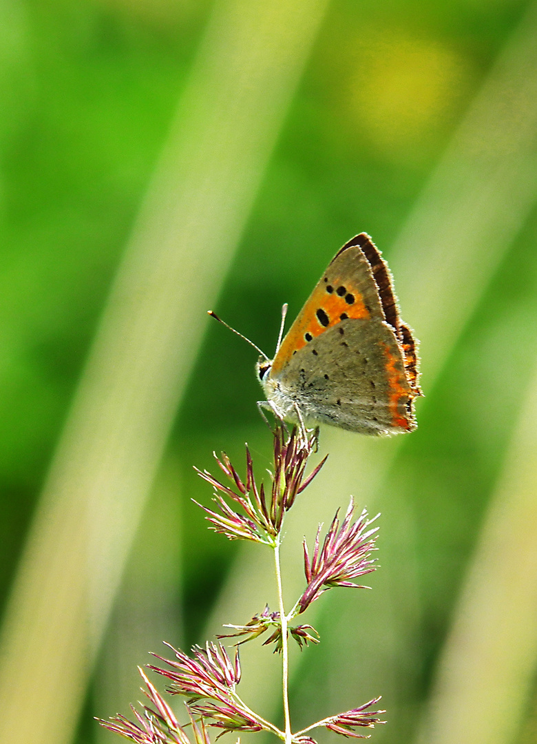 Schmetterling