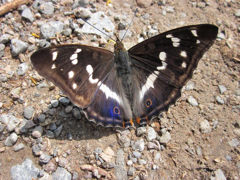 Schmetterling