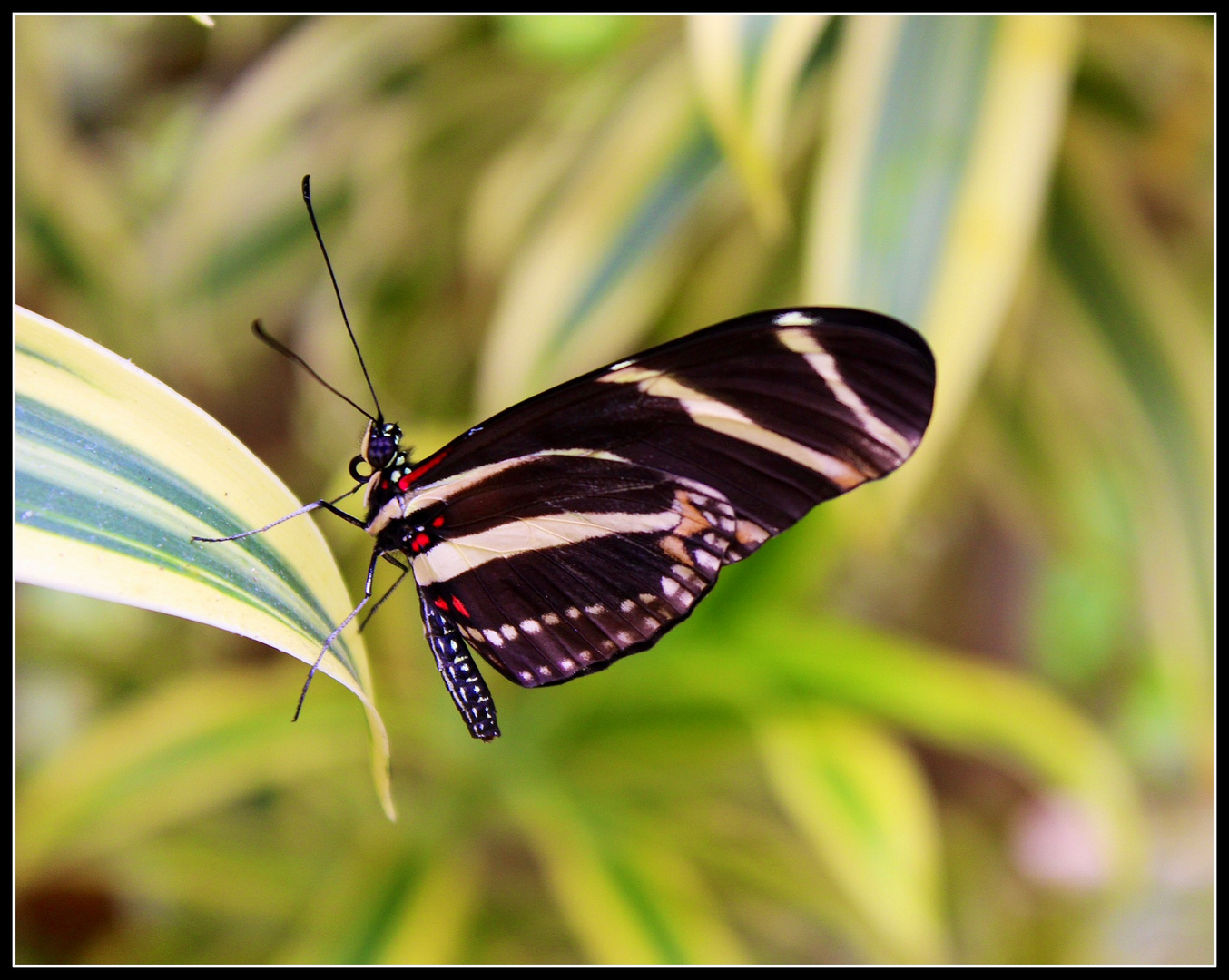 Schmetterling