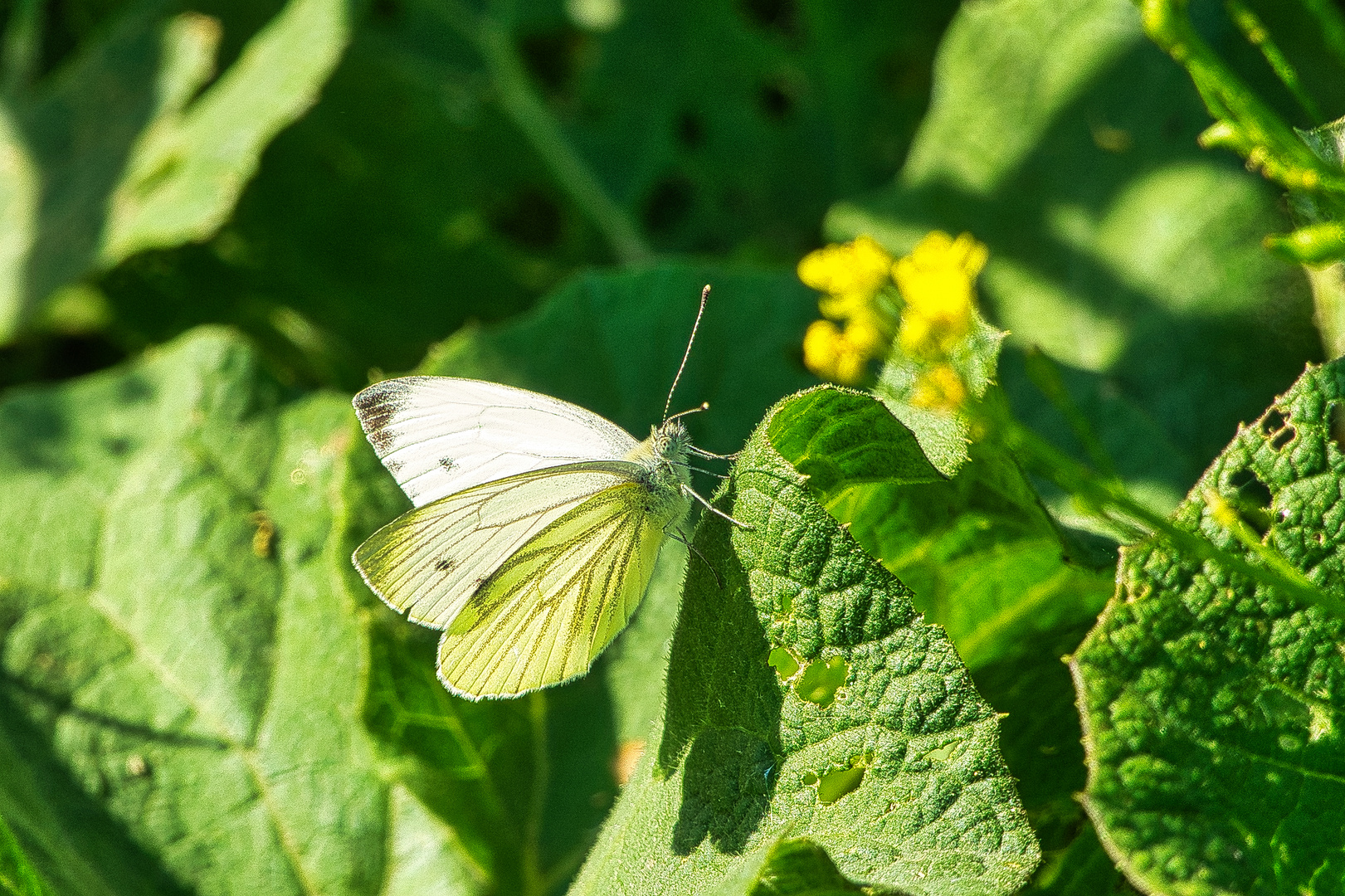 Schmetterling