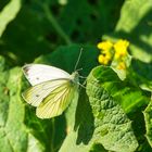 Schmetterling