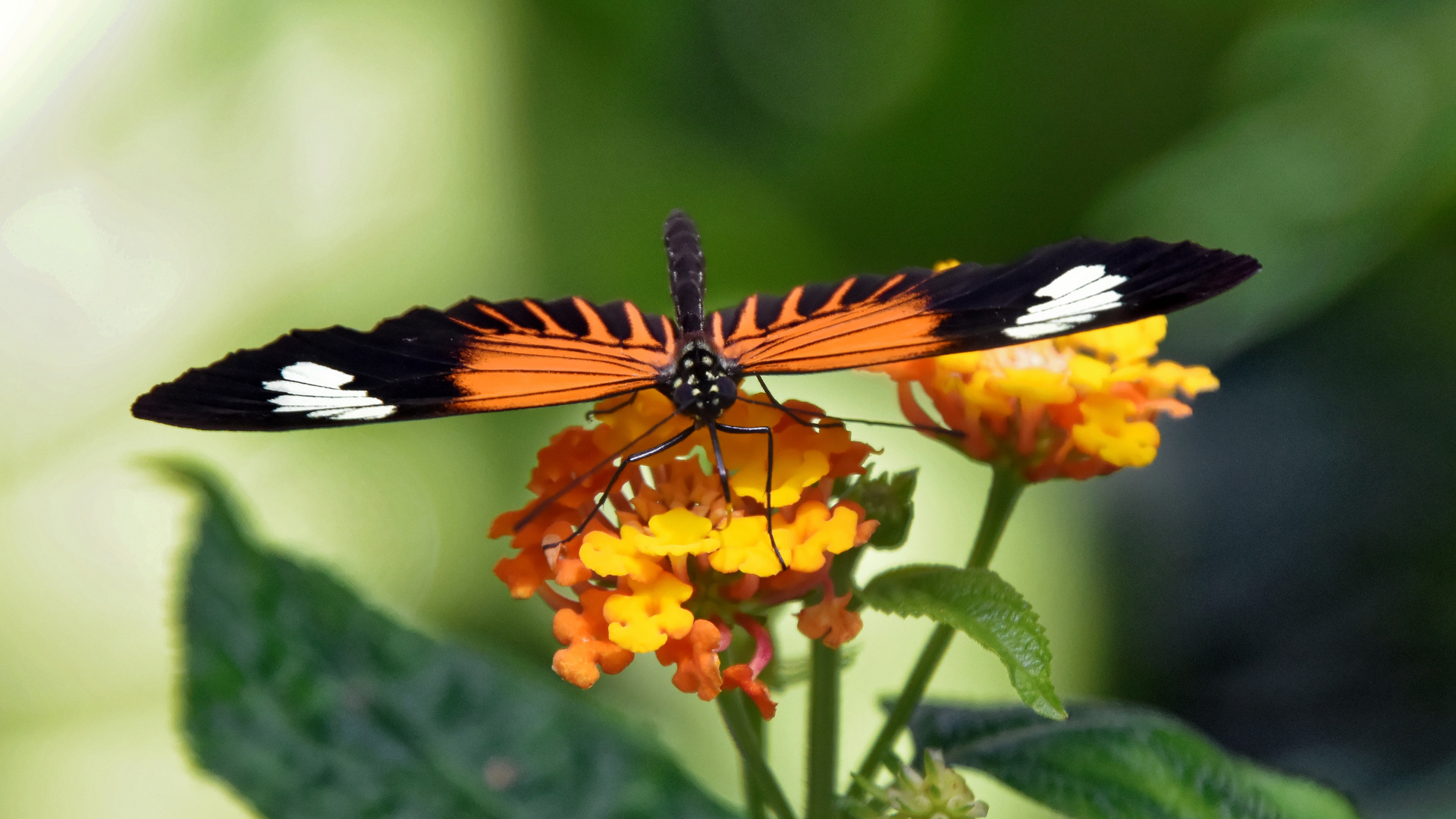 Schmetterling