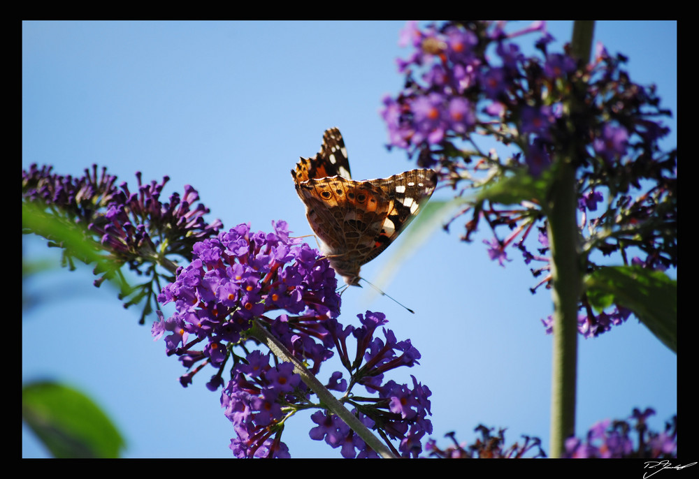 Schmetterling