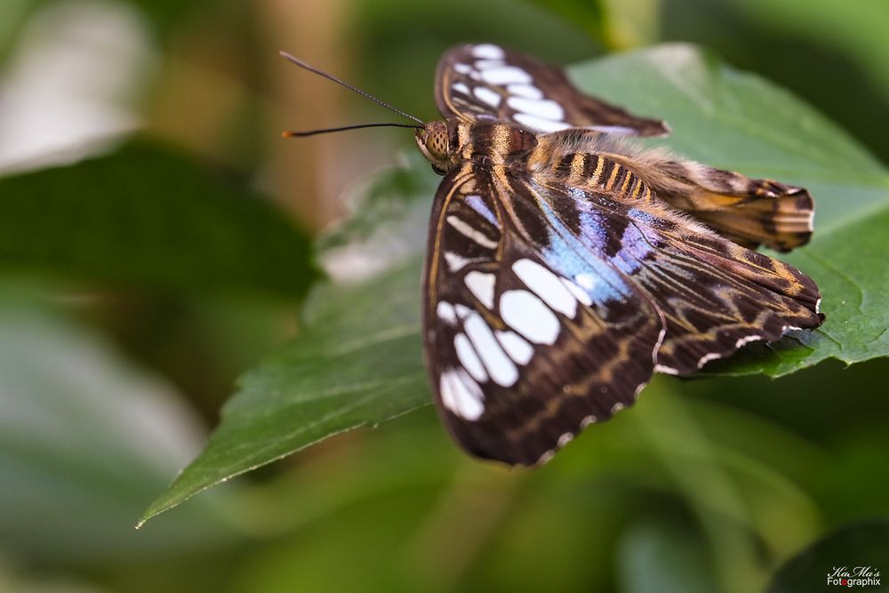 Schmetterling