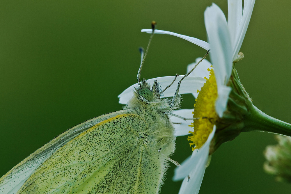 Schmetterling