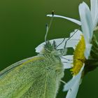 Schmetterling