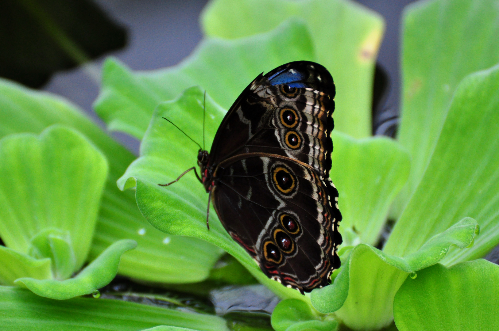 Schmetterling