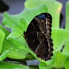 Schmetterling