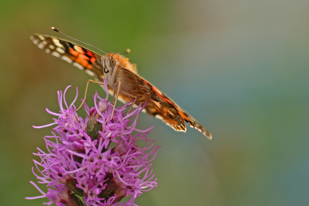 Schmetterling