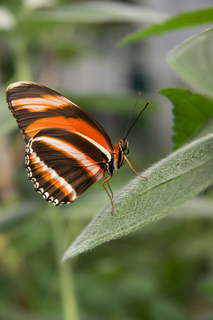 Schmetterling