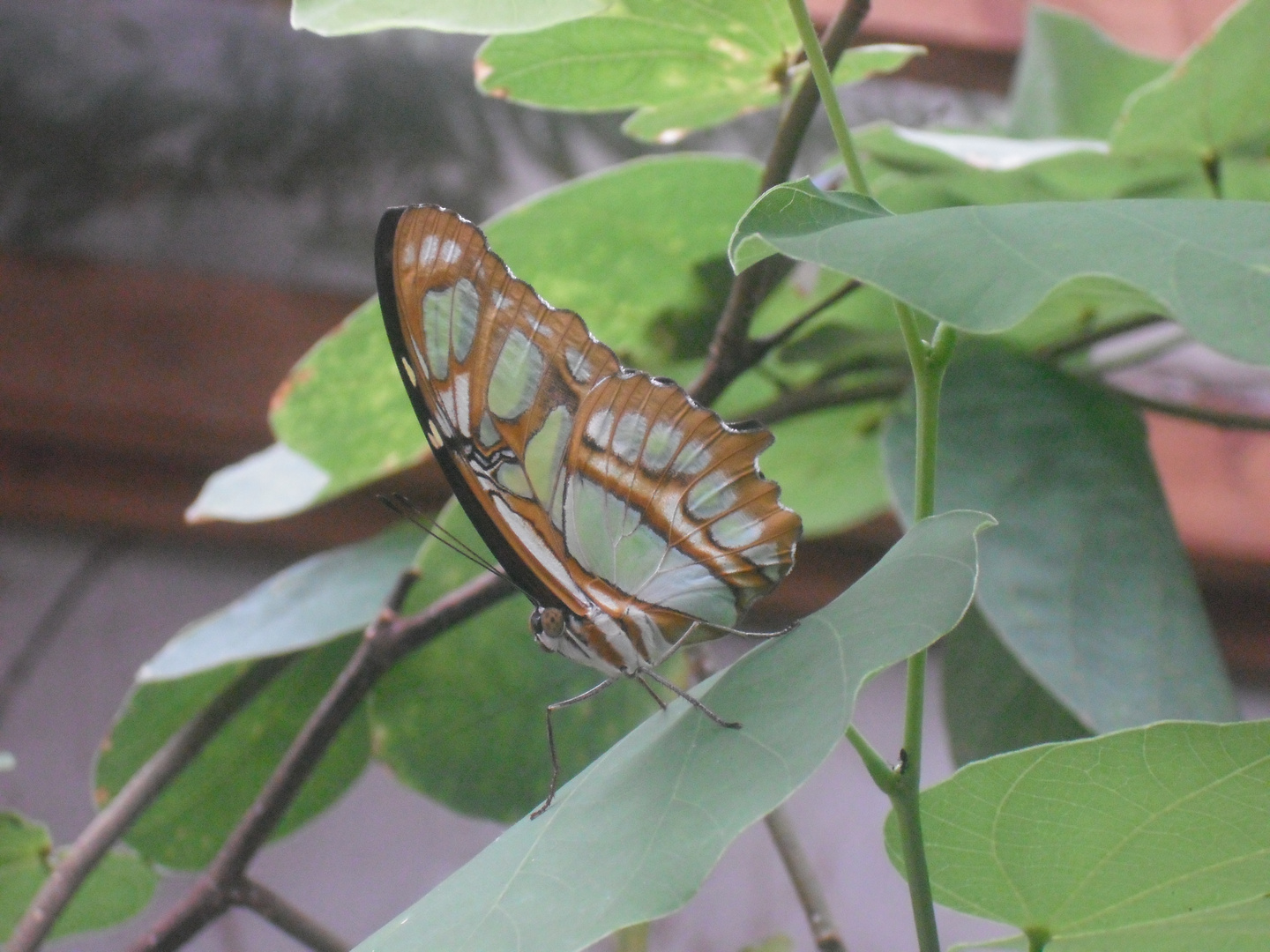 Schmetterling