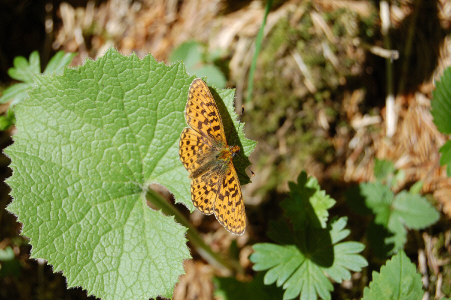 Schmetterling