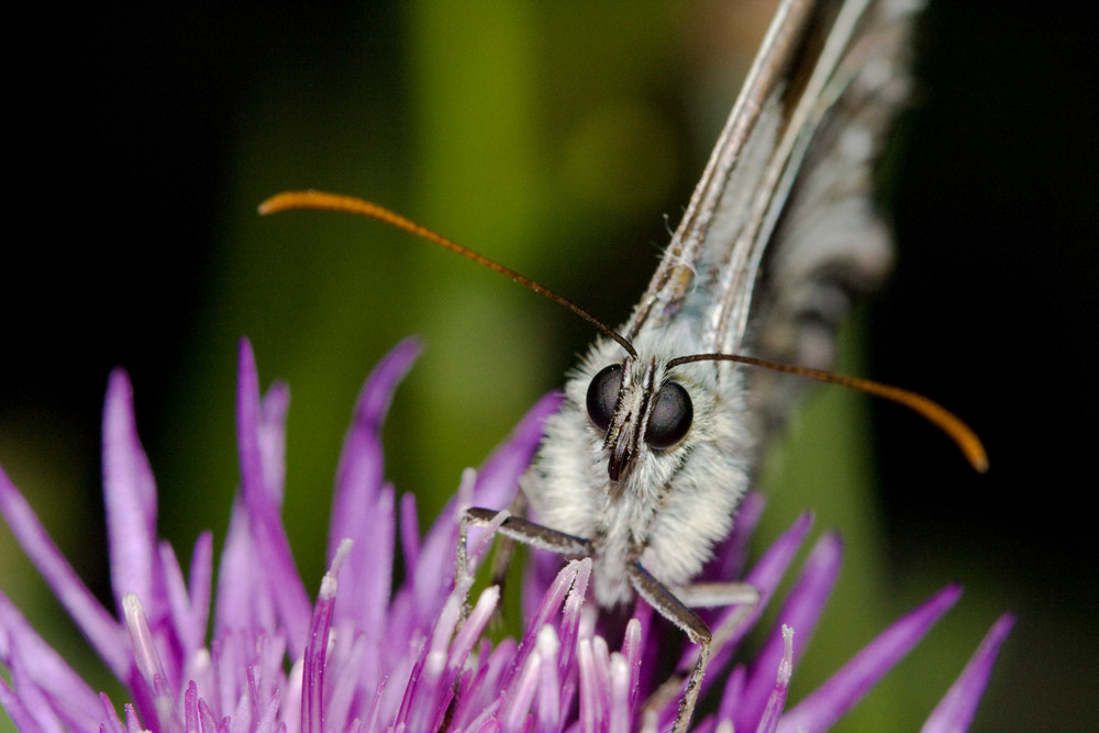 Schmetterling