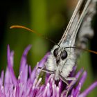 Schmetterling