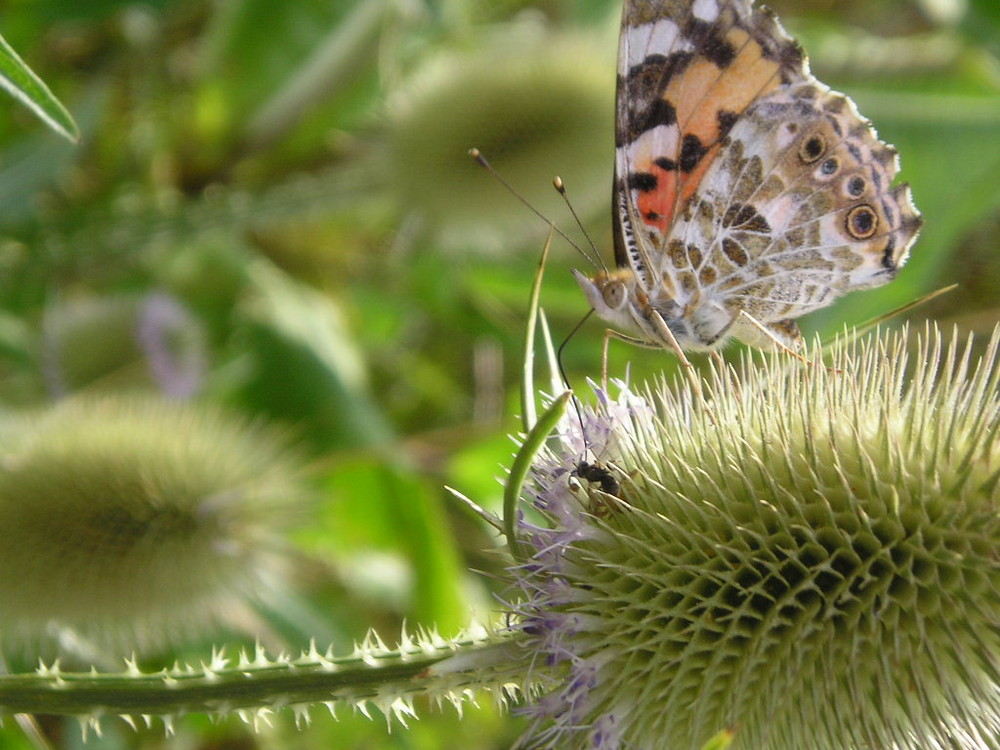 Schmetterling