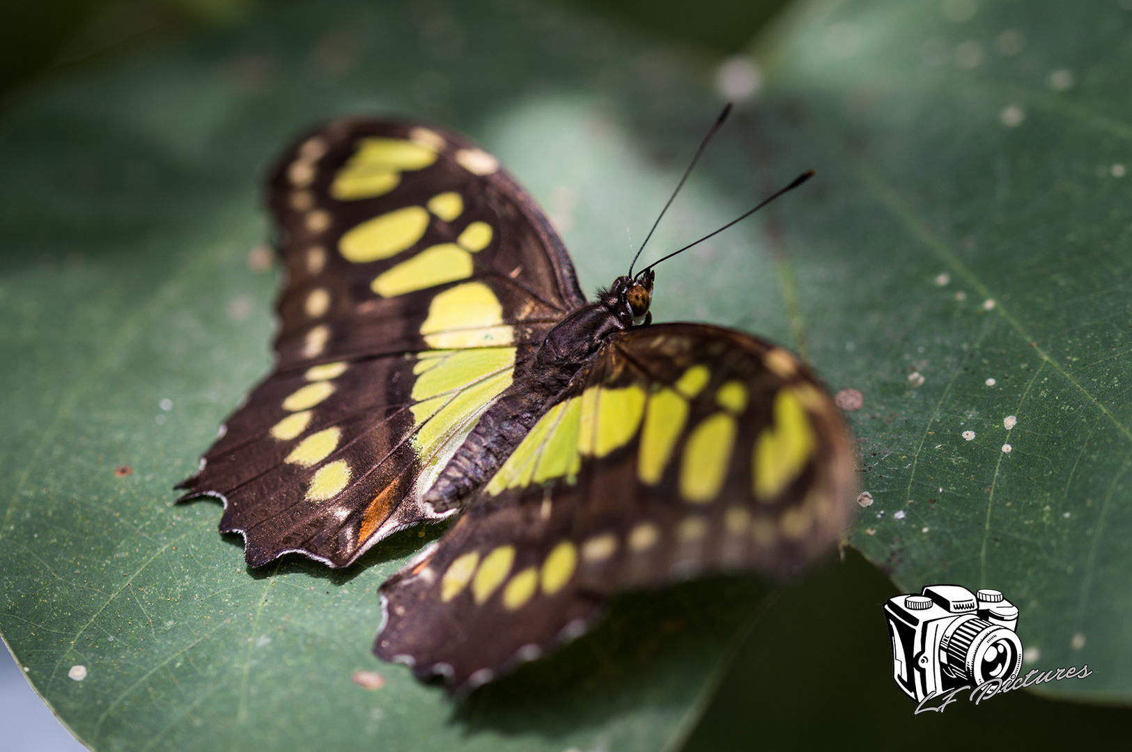 Schmetterling