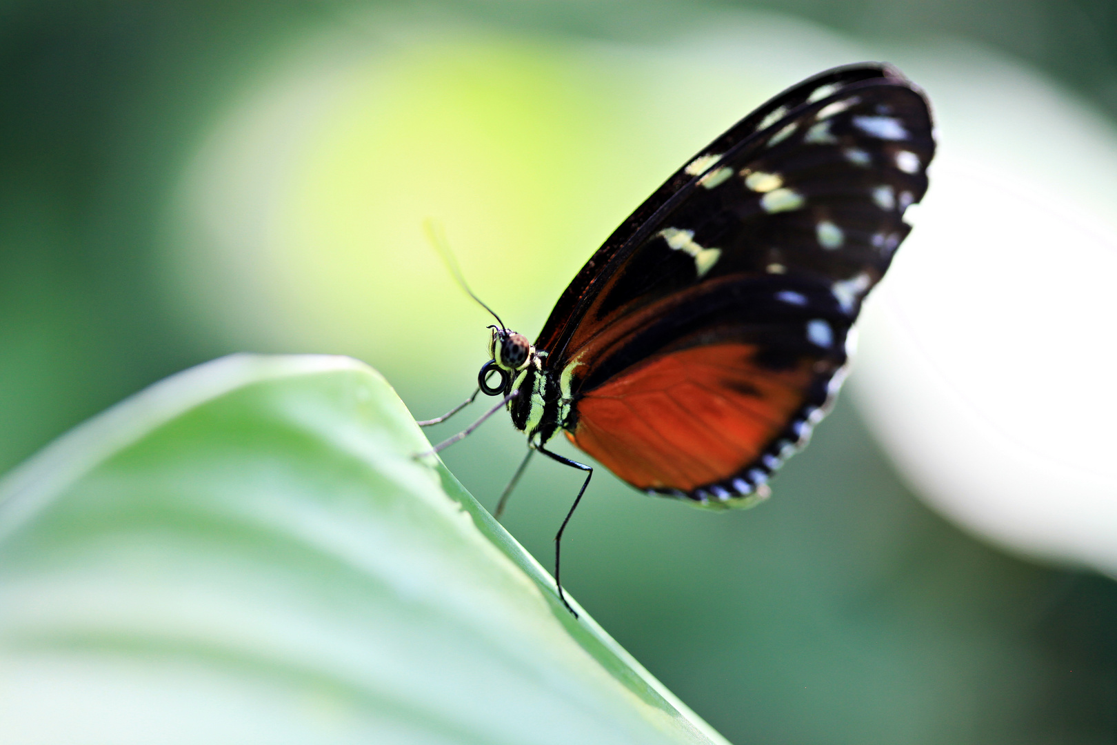 Schmetterling