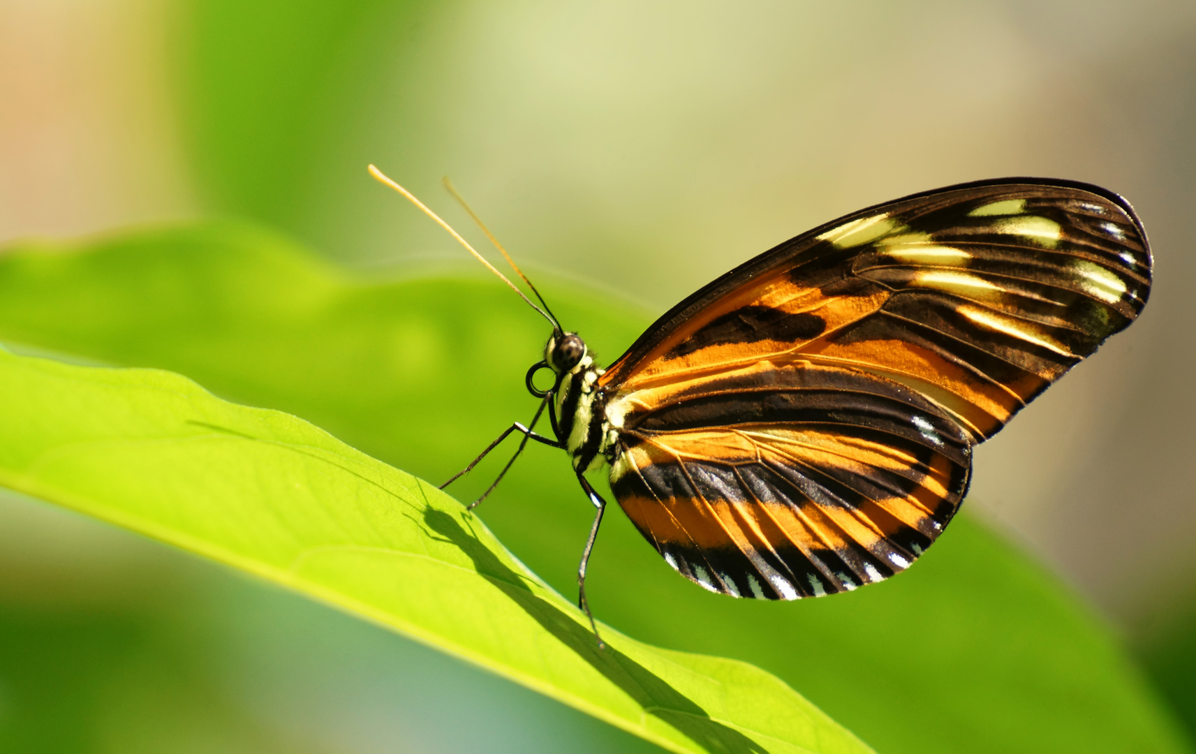 Schmetterling