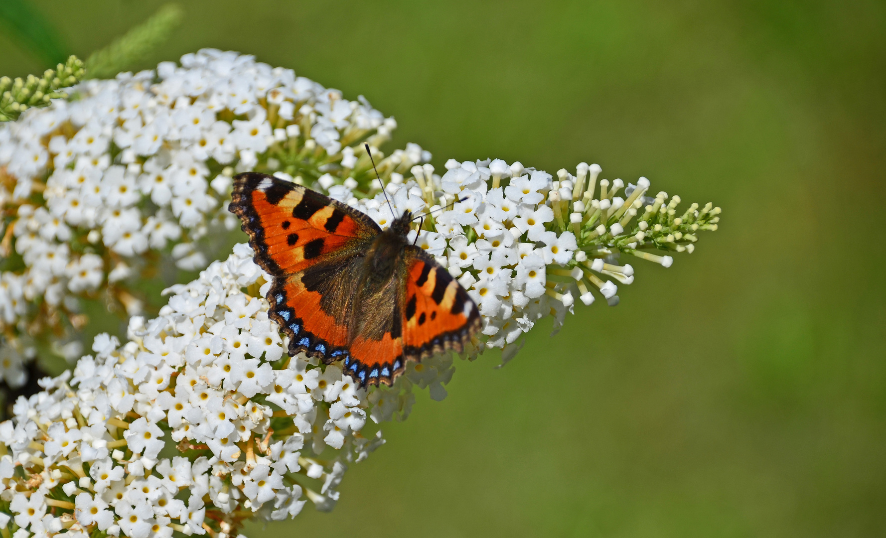 Schmetterling