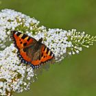 Schmetterling