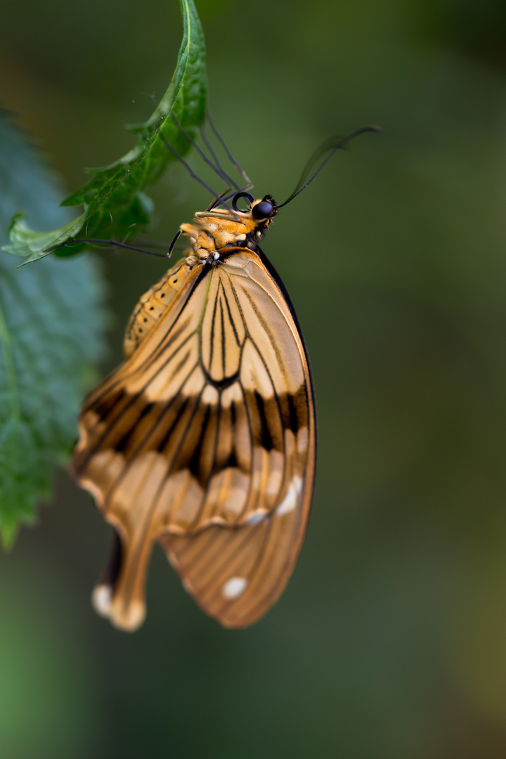 Schmetterling