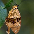 Schmetterling