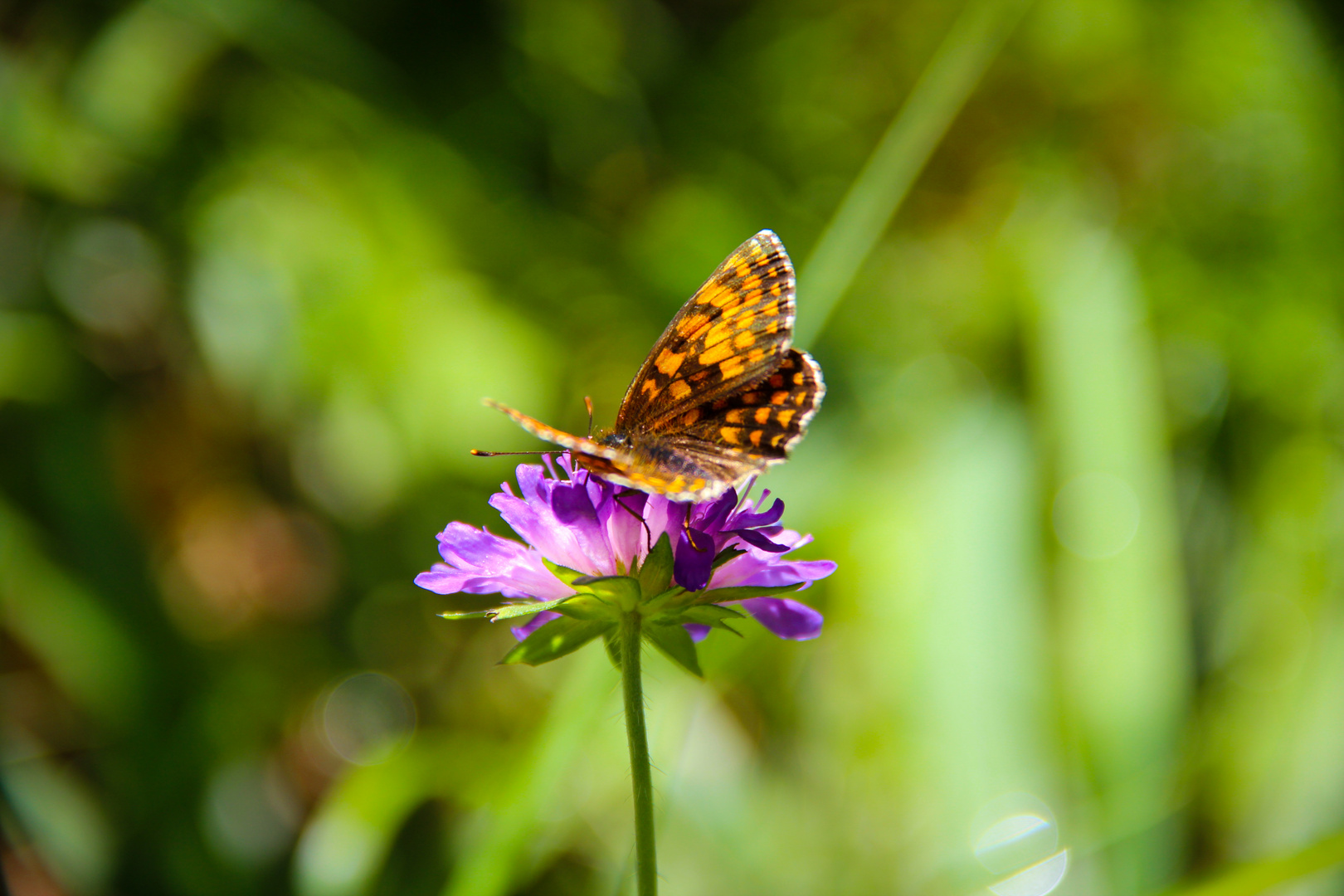 Schmetterling