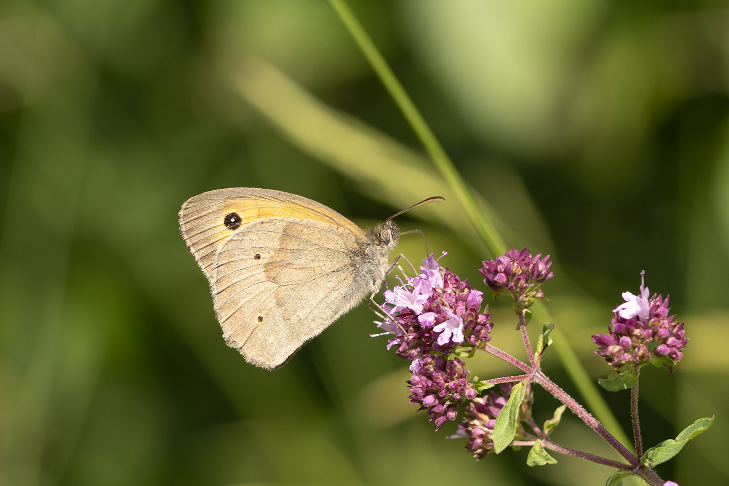 Schmetterling