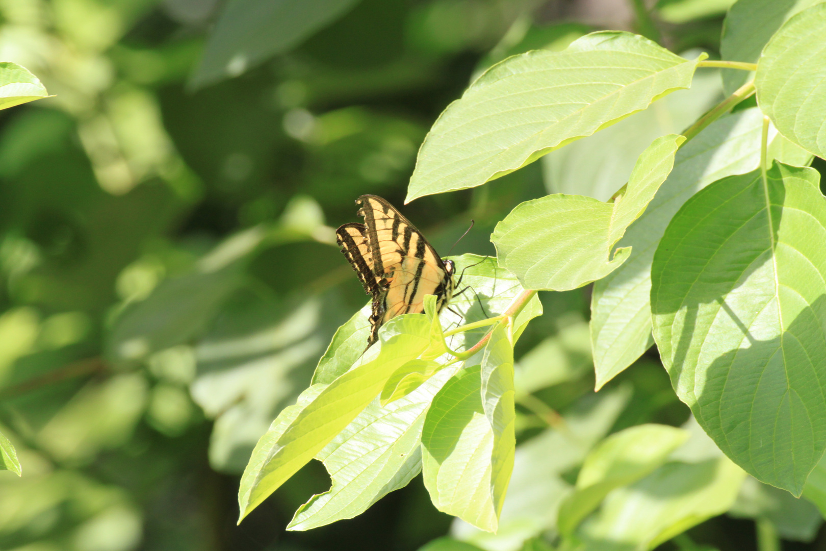 Schmetterling