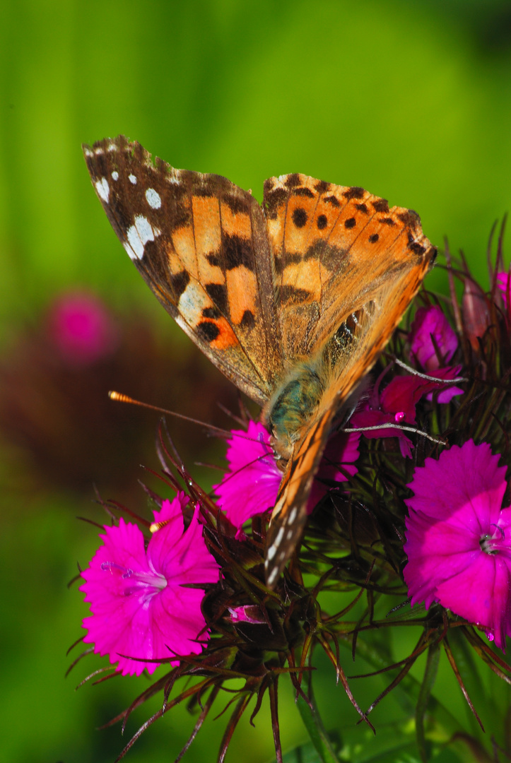 Schmetterling