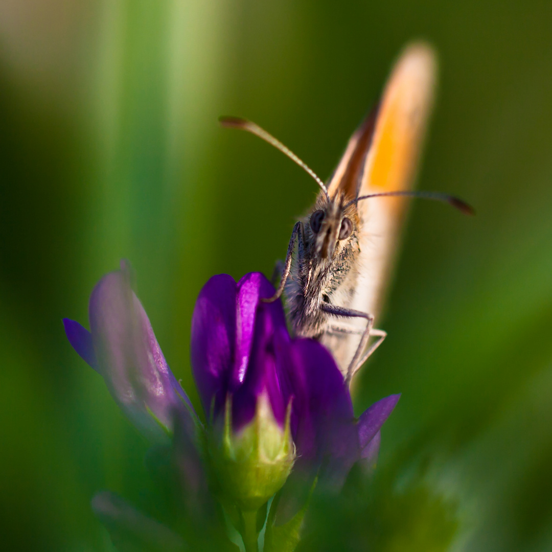 Schmetterling