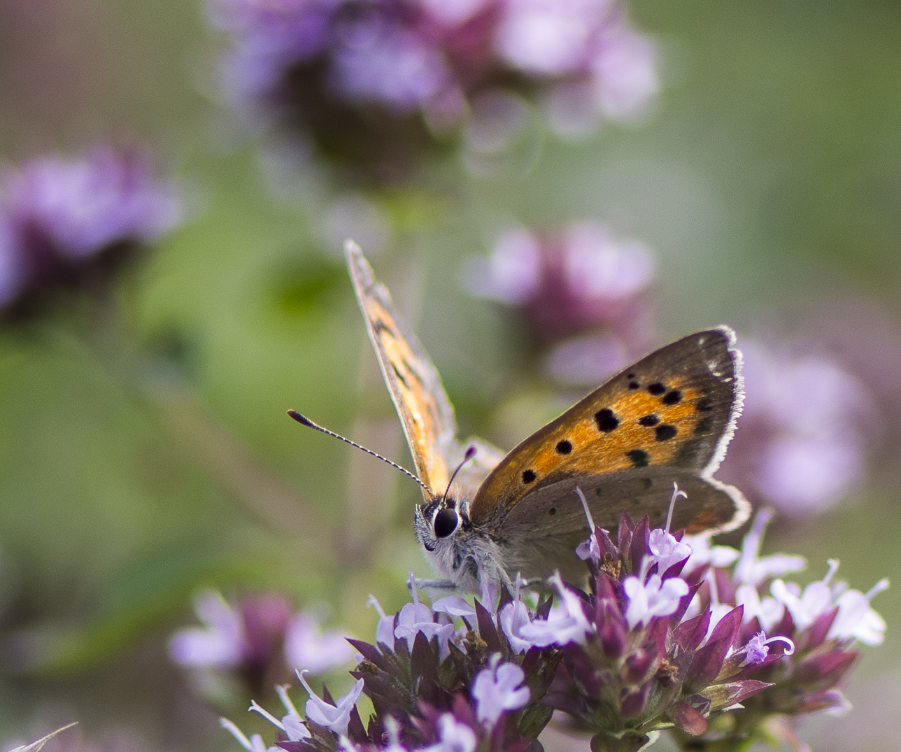 Schmetterling