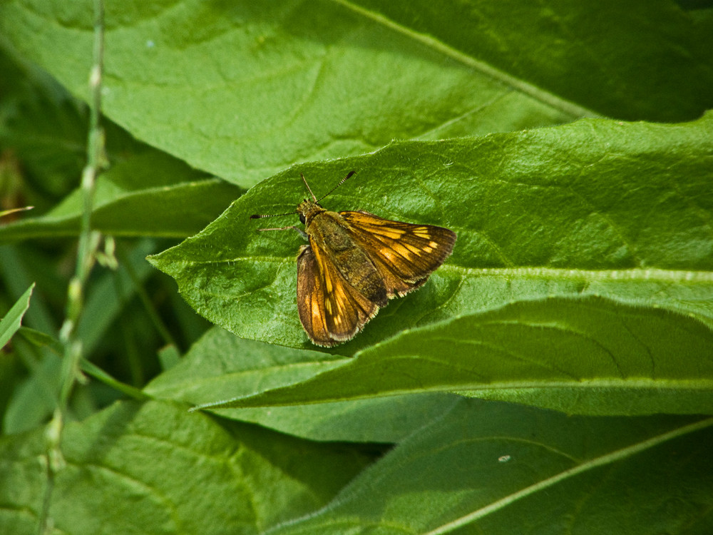 Schmetterling fein