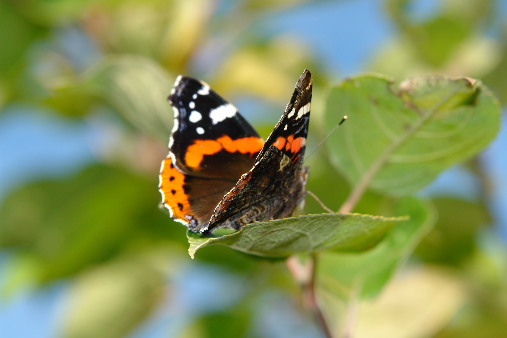 Schmetterling