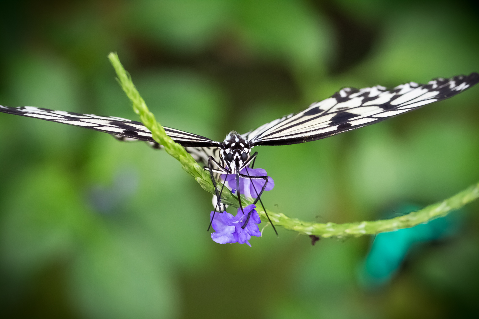 Schmetterling